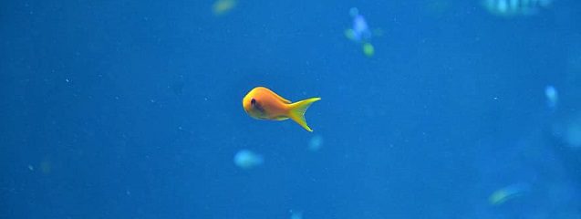 Los océanos como despensa